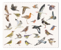 náhled Čisticí hadřík na brýle 15x18cm, Ptáci, Elwin van der Kolk