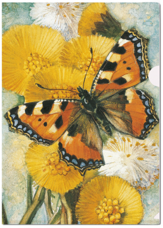 detail L-desky fóliové A4, Podběl s motýlem