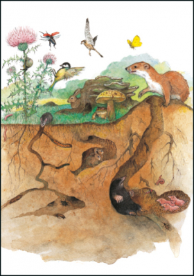 Ilustrace 15x10,5 cm: Zvířátka na zemi a pod zemí, Ingrid & Dieter Schubert