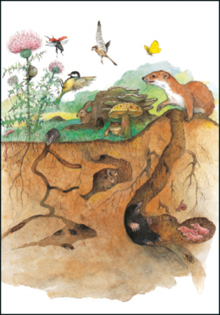 detail Ilustrace 15x10,5 cm: Zvířátka na zemi a pod zemí, Ingrid & Dieter Schubert