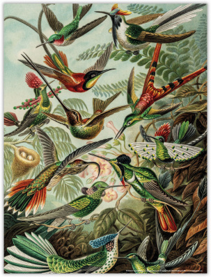 Plakát: Art Forms of Nature (Vogels), Ernst Haeckel, Teylers Museum, 40x30cm