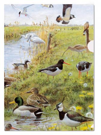 detail L-desky A4: Luční ptáci, Elwin van der Kolk, Vogelbescherming Nederland