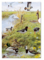 náhled L-desky A4: Luční ptáci, Elwin van der Kolk, Vogelbescherming Nederland