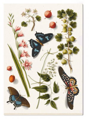 L-fóliové desky 22x31cm A4, Koláž s motýlky